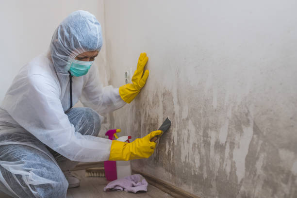 Attic Mold Removal in Waukesha, WI