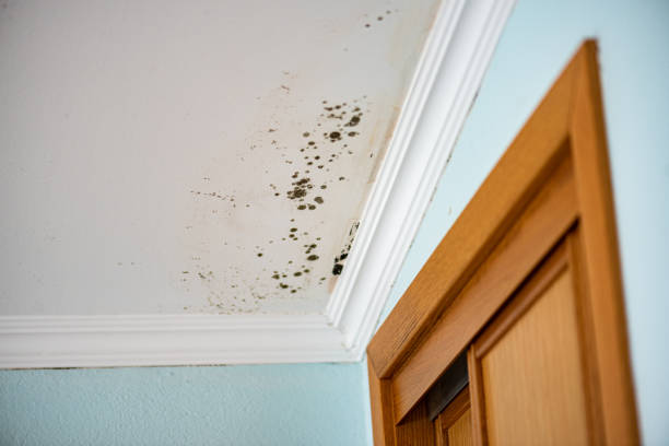 Best Mold Damage Repair  in Waukesha, WI