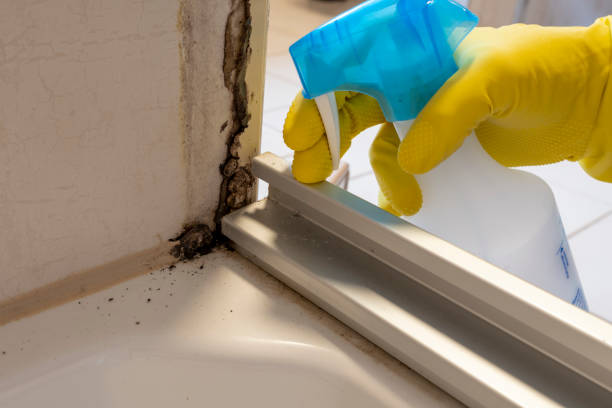 Best Mold Removal Process  in Waukesha, WI