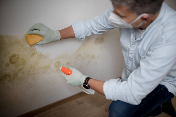 Best Attic Mold Removal  in Waukesha, WI