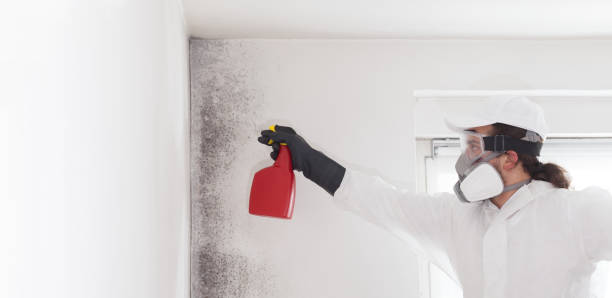 Office Mold Removal Services in Waukesha, WI